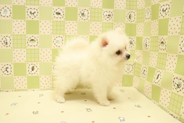 埼玉県のポメラニアン (ペットショッププチマリア 入間武蔵藤沢店/2026年7月12日生まれ/男の子/クリーム)の子犬の3枚目の画像