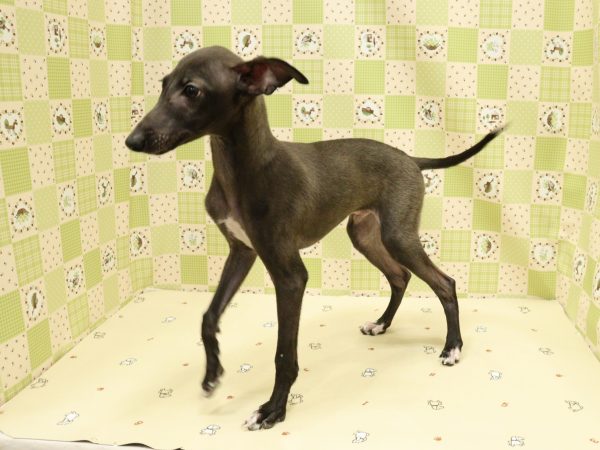 埼玉県のイタリアングレーハウンド (ペットショッププチマリア 入間武蔵藤沢店/2026年6月10日生まれ/男の子/シール)の子犬の3枚目の画像