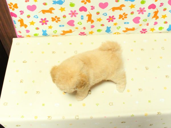 神奈川県のトイプードル(トイ) (ペットショッププチマリア 横浜永田台店/2026年6月27日生まれ/男の子/ペールフォーン)の子犬の3枚目の画像