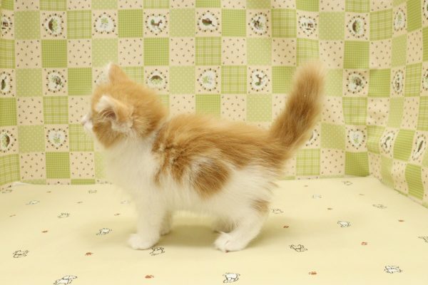 埼玉県のノルウェージャンフォレストキャット (ペットショッププチマリア 入間武蔵藤沢店/2026年7月15日生まれ/女の子/レッドタビーホワイト)の子猫の4枚目の画像