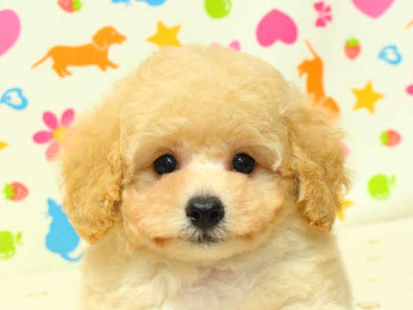 神奈川県のトイプードル(トイ) (ペットショッププチマリア 横浜永田台店/2026年6月27日生まれ/男の子/ペールフォーン)の子犬の1枚目の画像