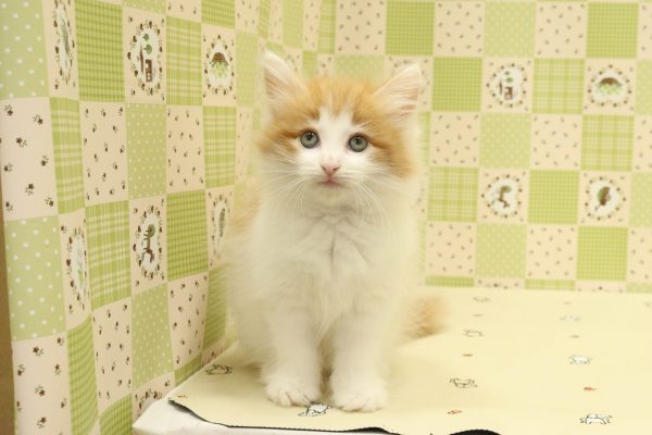 埼玉県のノルウェージャンフォレストキャット (ペットショッププチマリア 入間武蔵藤沢店/2026年7月15日生まれ/女の子/レッドタビーホワイト)の子猫の2枚目の画像