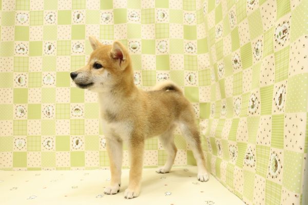 埼玉県の柴犬(標準サイズ) (ペットショッププチマリア 入間武蔵藤沢店/2026年6月14日生まれ/女の子/赤)の子犬の4枚目の画像