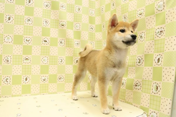 埼玉県の柴犬(標準サイズ) (ペットショッププチマリア 入間武蔵藤沢店/2026年6月14日生まれ/女の子/赤)の子犬の3枚目の画像