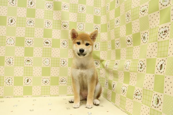 埼玉県の柴犬(標準サイズ) (ペットショッププチマリア 入間武蔵藤沢店/2026年6月14日生まれ/女の子/赤)の子犬の2枚目の画像