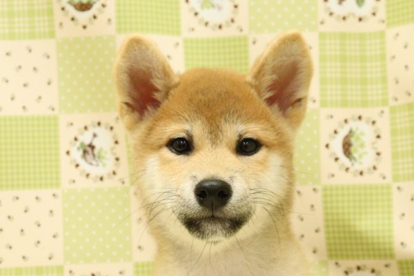 柴犬