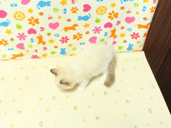 神奈川県のラグドール (ペットショッププチマリア 横浜永田台店/2026年7月4日生まれ/男の子/シールポイントバイカラー)の子猫の3枚目の画像