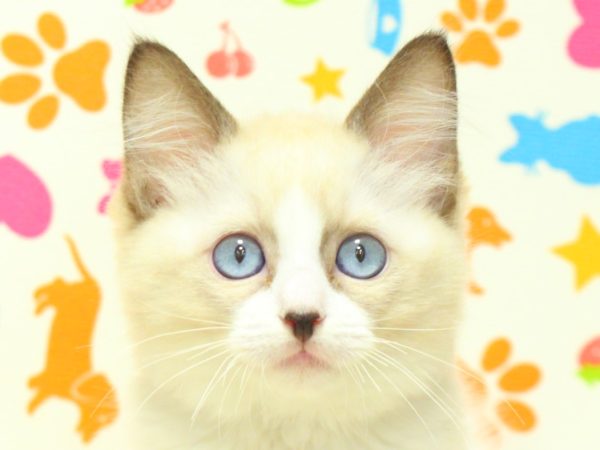 神奈川県のラグドール (ペットショッププチマリア 横浜永田台店/2026年7月4日生まれ/男の子/シールポイントバイカラー)の子猫の1枚目の画像
