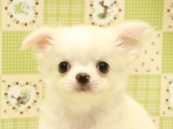 チワワ