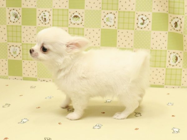 埼玉県のチワワ(ロング) (ペットショッププチマリア 入間武蔵藤沢店/2026年7月20日生まれ/男の子/クリーム)の子犬の3枚目の画像