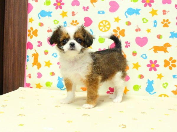 神奈川県のチワズー/チワシーズ(チワワ×シーズー) (ペットショッププチマリア 横浜永田台店/2026年7月3日生まれ/女の子/レッドホワイト)の子犬の2枚目の画像