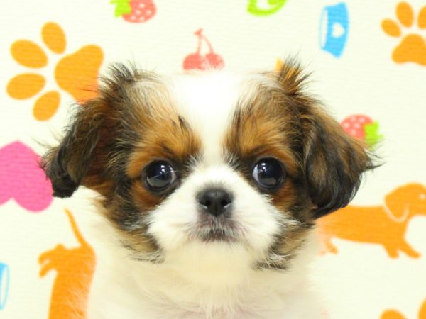 ミックス（ハーフ犬）