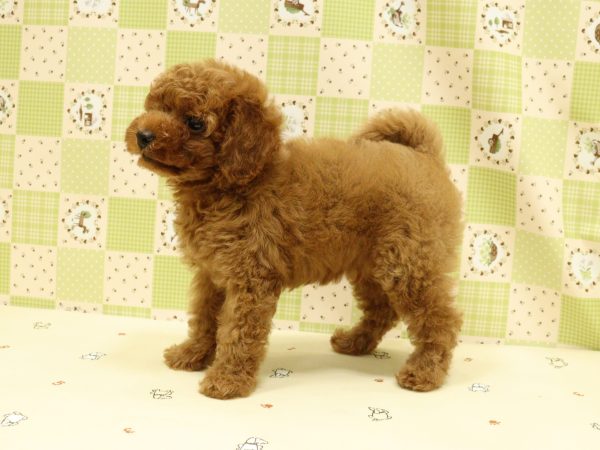 埼玉県のトイプードル(トイ) (ペットショッププチマリア 入間武蔵藤沢店/2026年7月20日生まれ/男の子/オレンジフォーン)の子犬の4枚目の画像