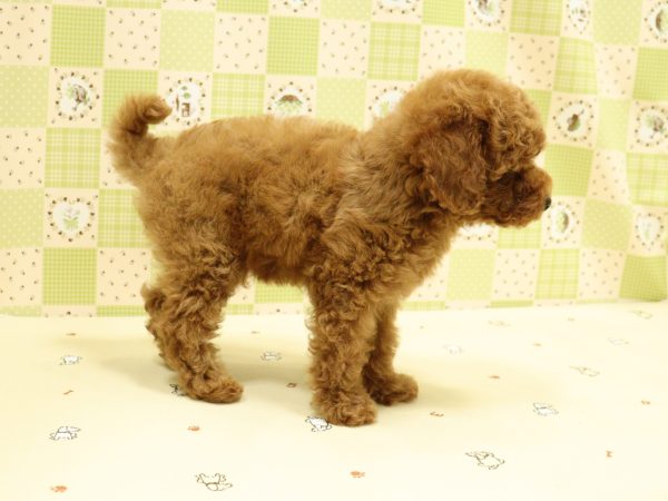 埼玉県のトイプードル(トイ) (ペットショッププチマリア 入間武蔵藤沢店/2026年7月20日生まれ/男の子/オレンジフォーン)の子犬の3枚目の画像