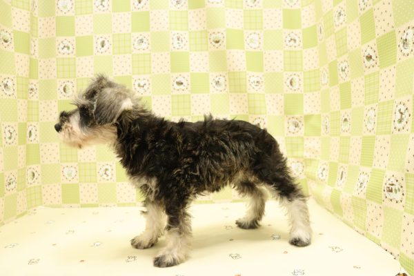 埼玉県のミニチュアシュナウザー (ペットショッププチマリア 入間武蔵藤沢店/2026年7月19日生まれ/女の子/ソルトペッパー)の子犬の4枚目の画像