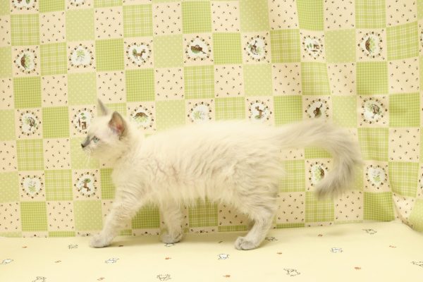埼玉県のラグドール (ペットショッププチマリア 入間武蔵藤沢店/2026年7月9日生まれ/女の子/ブルーポイント)の子猫の4枚目の画像
