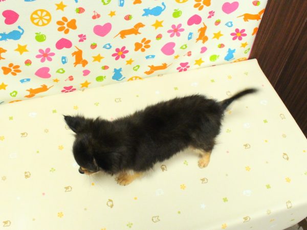 神奈川県のチワワ(ロング) (ペットショッププチマリア 横浜永田台店/2026年5月22日生まれ/男の子/ブラックタン)の子犬の3枚目の画像