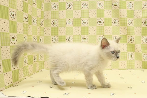 埼玉県のラグドール (ペットショッププチマリア 入間武蔵藤沢店/2026年7月9日生まれ/女の子/ブルーポイント)の子猫の3枚目の画像