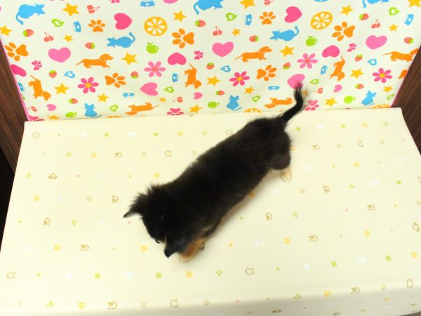 神奈川県のチワワ(ロング) (ペットショッププチマリア 横浜永田台店/2026年5月31日生まれ/女の子/ブラックタンホワイト)の子犬の3枚目の画像