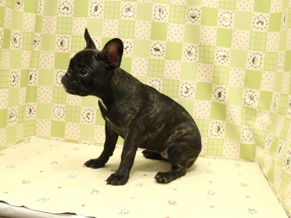埼玉県のフレンチブルドッグ (ペットショッププチマリア 入間武蔵藤沢店/2026年5月20日生まれ/女の子/ブリンドル)の子犬の3枚目の画像