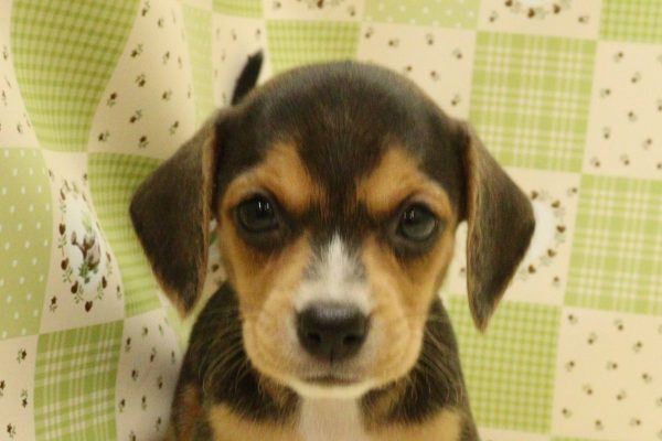 ミックス（ハーフ犬）