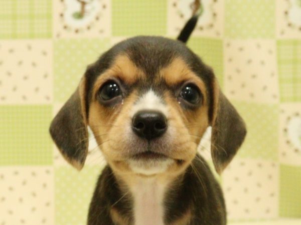 ミックス（ハーフ犬）