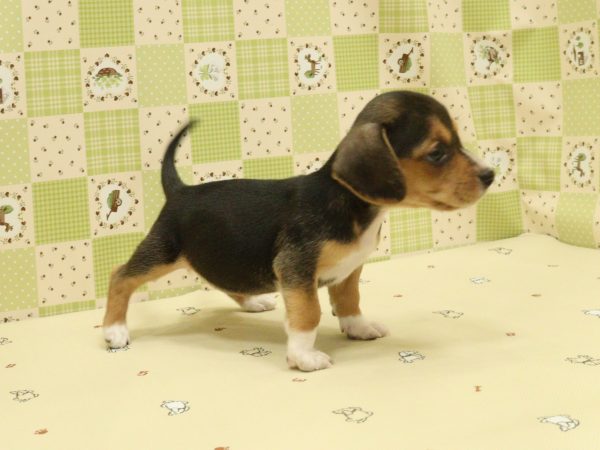 埼玉県のミックス（ハーフ犬） (ペットショッププチマリア 入間武蔵藤沢店/2026年7月28日生まれ/女の子/ブラックタン)の子犬の3枚目の画像