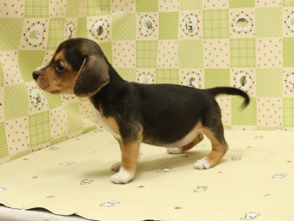 埼玉県のミックス（ハーフ犬） (ペットショッププチマリア 入間武蔵藤沢店/2026年7月28日生まれ/女の子/ブラックタン)の子犬の4枚目の画像