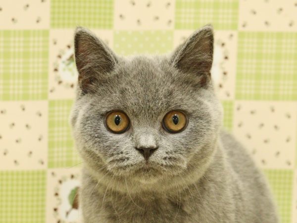 ブリティッシュ
