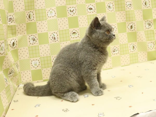 埼玉県のブリティッシュショートヘアー (ペットショッププチマリア 入間武蔵藤沢店/2026年6月1日生まれ/女の子/ブルー)の子猫の4枚目の画像