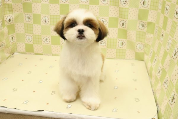埼玉県のシーズー (ペットショッププチマリア 入間武蔵藤沢店/2026年5月1日生まれ/女の子/ゴールドホワイト)の子犬の2枚目の画像