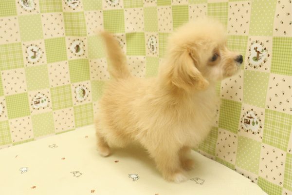 埼玉県のチワプー/プーチー(チワワ×プードル) (ペットショッププチマリア 入間武蔵藤沢店/2026年7月5日生まれ/男の子/アプリコット)の子犬の4枚目の画像