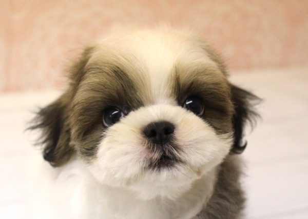ミックス（ハーフ犬）