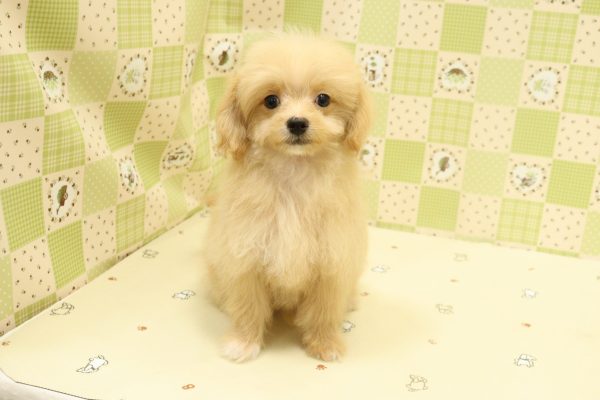 埼玉県のチワプー/プーチー(チワワ×プードル) (ペットショッププチマリア 入間武蔵藤沢店/2026年7月5日生まれ/男の子/アプリコット)の子犬の2枚目の画像
