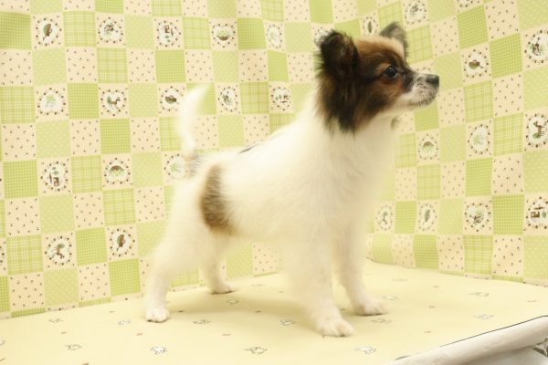 埼玉県のパピヨン (ペットショッププチマリア 入間武蔵藤沢店/2026年6月20日生まれ/女の子/ホワイトブラウン)の子犬の4枚目の画像