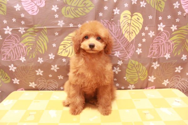 東京都のトイプードル(トイ) (ペットショッププチマリア 町田多摩境店/2026年6月21日生まれ/女の子/レッドフォーン)の子犬の2枚目の画像