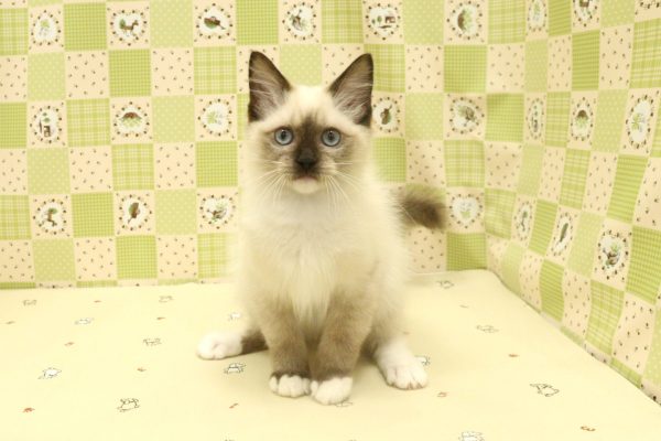 埼玉県のラグドール (ペットショッププチマリア 入間武蔵藤沢店/2026年6月22日生まれ/男の子/シールポイントミテッド)の子猫の2枚目の画像