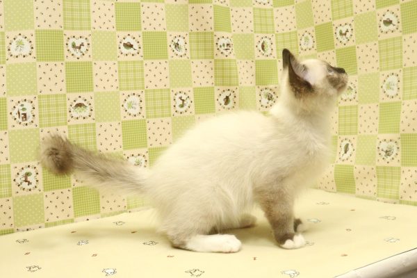 埼玉県のラグドール (ペットショッププチマリア 入間武蔵藤沢店/2026年6月22日生まれ/男の子/シールポイントミテッド)の子猫の4枚目の画像