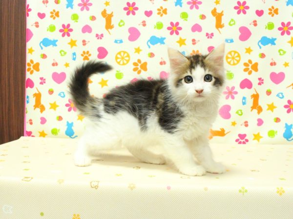 神奈川県のメインクーン (ペットショッププチマリア 横浜永田台店/2026年7月6日生まれ/男の子/ブラックタビーホワイト)の子猫の2枚目の画像