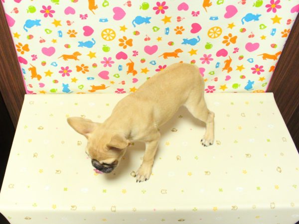 神奈川県のフレンチブルドッグ (ペットショッププチマリア 横浜永田台店/2026年5月30日生まれ/男の子/フォーン)の子犬の3枚目の画像