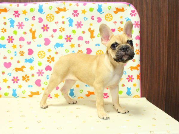 神奈川県のフレンチブルドッグ (ペットショッププチマリア 横浜永田台店/2026年5月30日生まれ/男の子/フォーン)の子犬の4枚目の画像