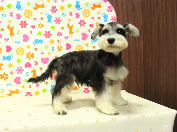 神奈川県のミニチュアシュナウザー (ペットショッププチマリア 横浜永田台店/2026年6月12日生まれ/男の子/ブラックシルバー)の子犬の2枚目の画像