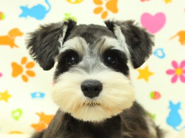 ミニチュアシュナウザー