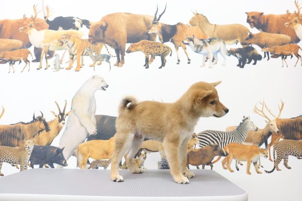 三重県の柴犬(標準サイズ) (ペットショッププチマリア イオンタウン伊勢ララパーク店/2026年6月9日生まれ/男の子/赤)の子犬の3枚目の画像