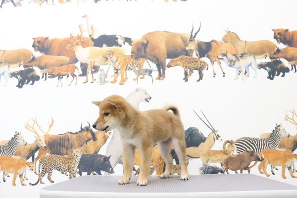 三重県の柴犬(標準サイズ) (ペットショッププチマリア イオンタウン伊勢ララパーク店/2026年6月9日生まれ/男の子/赤)の子犬の2枚目の画像