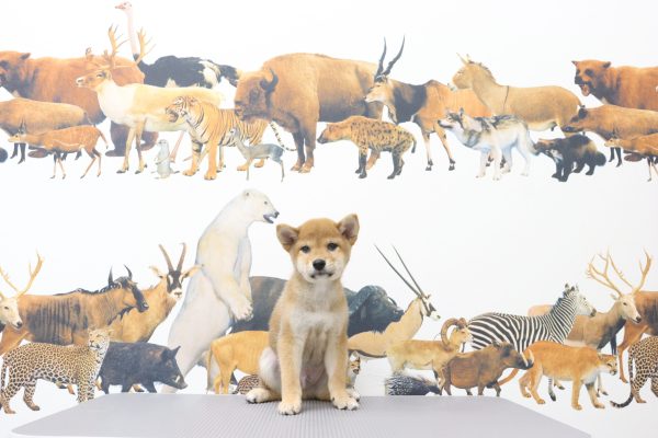 三重県の柴犬(標準サイズ) (ペットショッププチマリア イオンタウン伊勢ララパーク店/2026年6月9日生まれ/男の子/赤)の子犬の4枚目の画像
