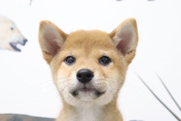 三重県の柴犬(標準サイズ) (ペットショッププチマリア イオンタウン伊勢ララパーク店/2026年6月9日生まれ/男の子/赤)の子犬の1枚目の画像