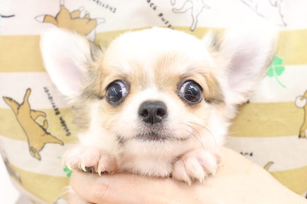 チワワ
