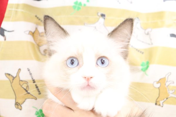 2026年7月3日生まれのラグドール