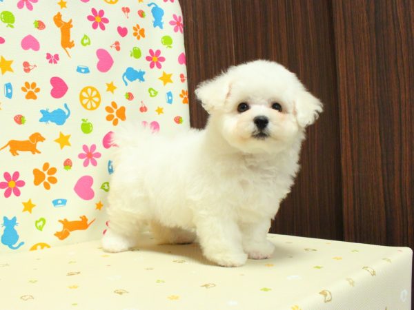 神奈川県のビションフリーゼ (ペットショッププチマリア 横浜永田台店/2026年7月15日生まれ/女の子/ホワイト)の子犬の4枚目の画像